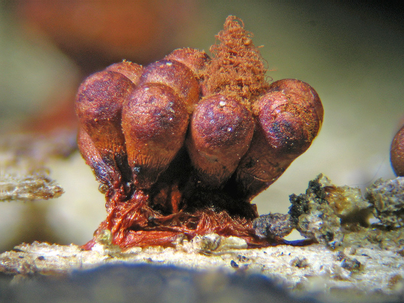Metatrichia vesparium